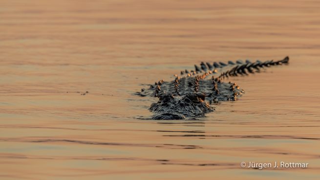 Botswana 09/2019 | Chobe River | Nile Crocodile (Nilkrokodil)