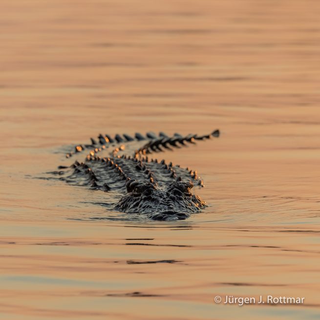 Botswana 09/2019 | Chobe River | Nile Crocodile (Nilkrokodil)