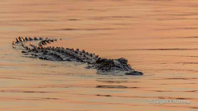 Botswana 09/2019 | Chobe River | Nile Crocodile (Nilkrokodil)