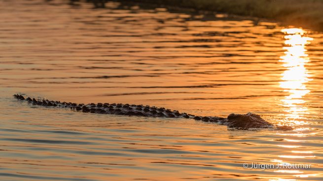 Botswana 09/2019 | Chobe River | Nile Crocodile (Nilkrokodil)