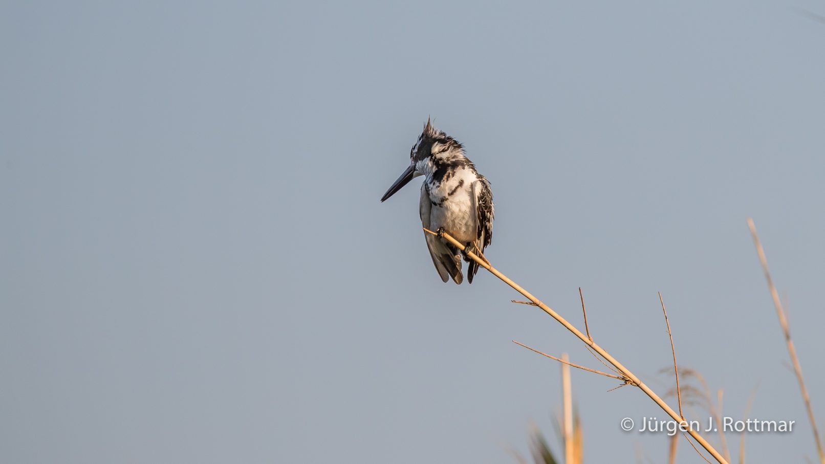 Botswana 09/2019 | Chobe River | Pied Kingfisher (Graufischer)