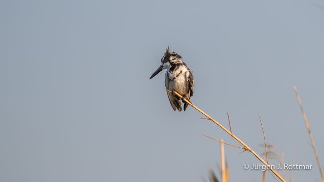 Botswana 09/2019 | Chobe River | Pied Kingfisher (Graufischer)