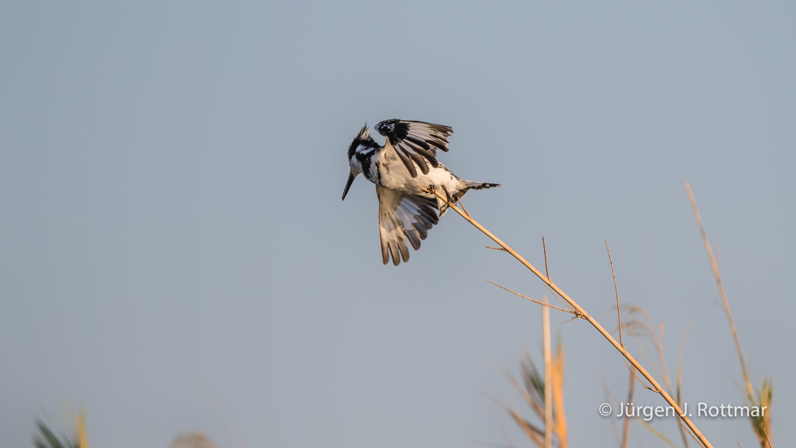 Botswana 09/2019 | Chobe River | Pied Kingfisher (Graufischer)