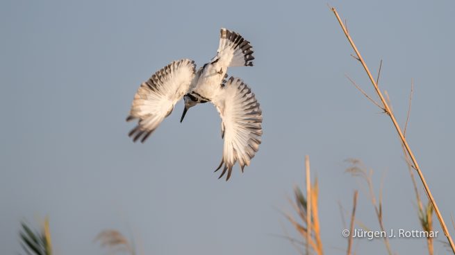 Botswana 09/2019 | Chobe River | Pied Kingfisher (Graufischer)