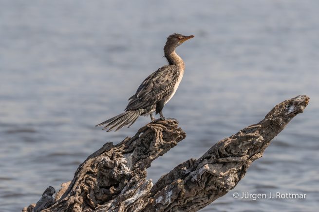 Botswana 09/2019 | Chobe River | Reed Cormorant (Riedscharbe)