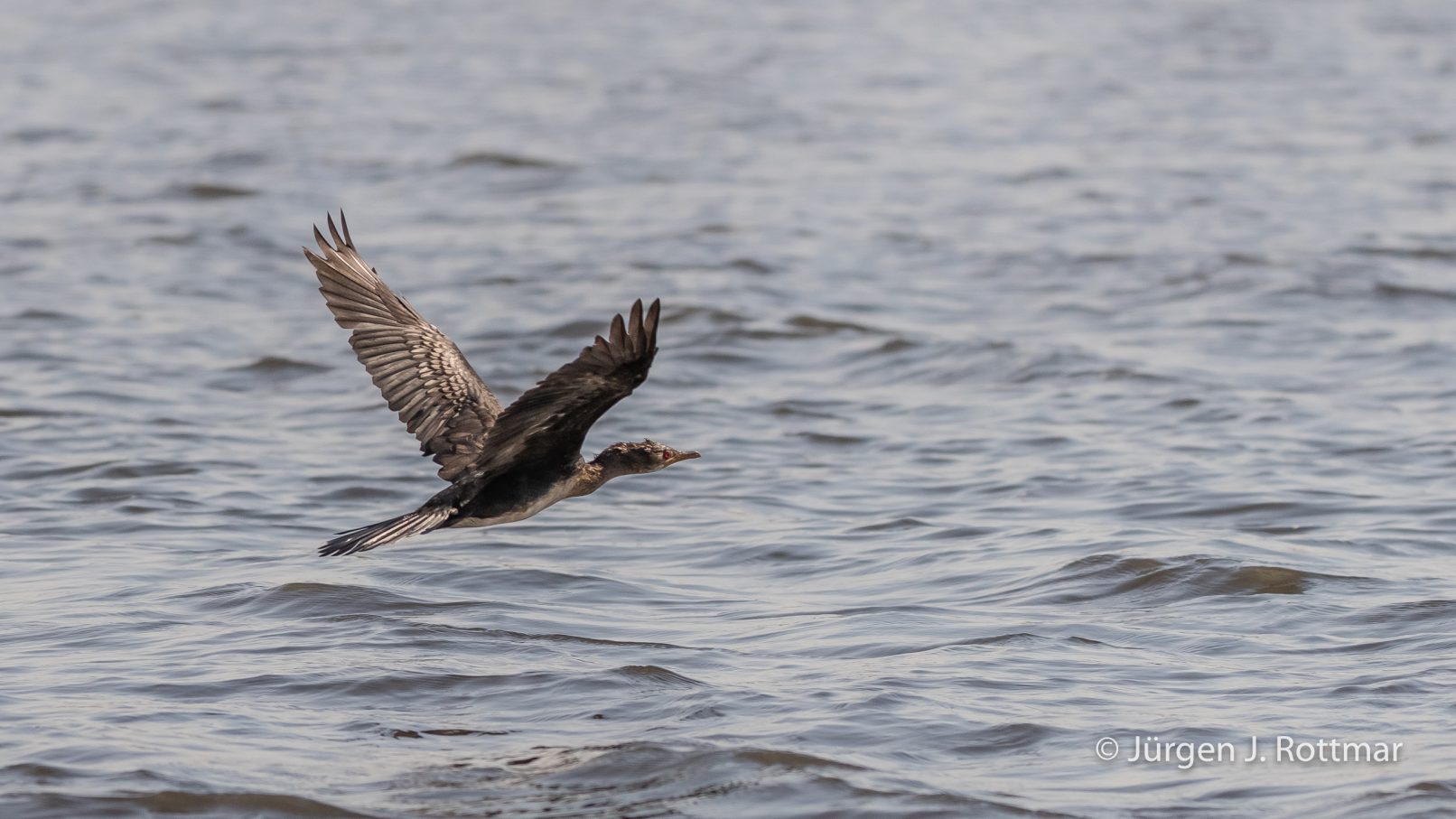 Botswana 09/2019 | Chobe River | Reed Cormorant (Riedscharbe)