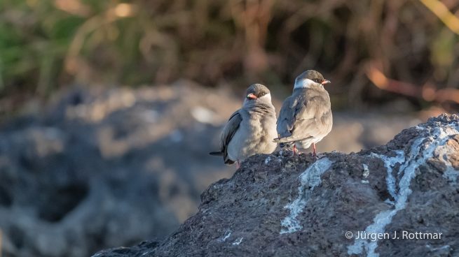 Botswana 09/2019 | Chobe River | Reed Rock Pratincole (Weissnacken-Brachschwalbe)