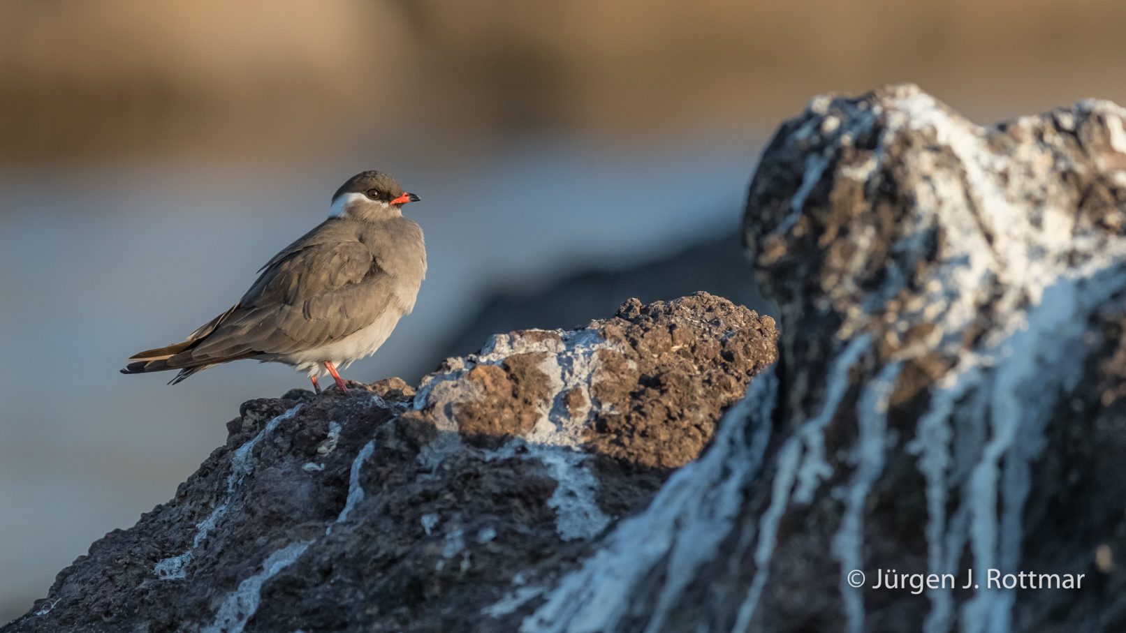 Botswana 09/2019 | Chobe River | Reed Rock Pratincole (Weissnacken-Brachschwalbe)