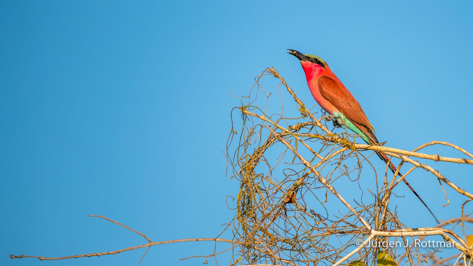 Botswana 09/2019 | Chobe River | Southern Carmine Bee-eater (Scharlachspint)