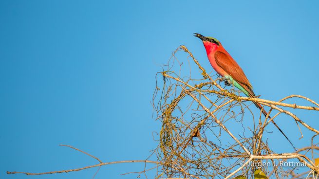 Botswana 09/2019 | Chobe River | Southern Carmine Bee-eater (Scharlachspint)