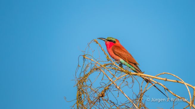 Botswana 09/2019 | Chobe River | Southern Carmine Bee-eater (Scharlachspint)