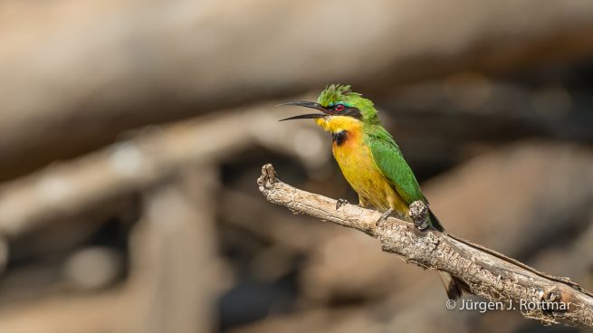 Botswana 09/2019 | Chobe River | Swallow-tailed Bee-eater (Schwalbenschwanzpint)