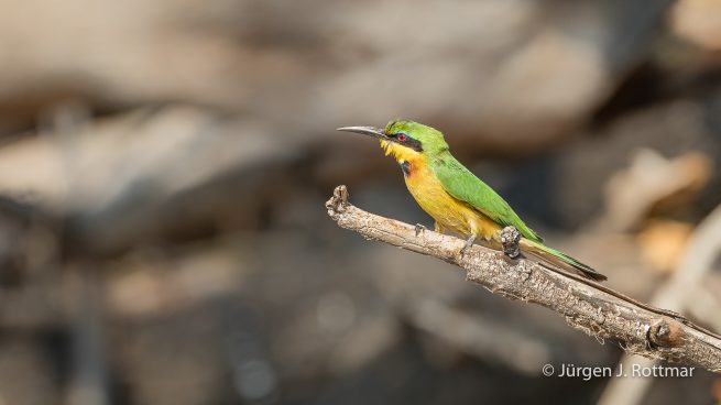 Botswana 09/2019 | Chobe River | Swallow-tailed Bee-eater (Schwalbenschwanzpint)