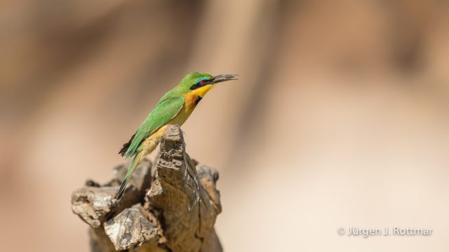 Botswana 09/2019 | Chobe River | Swallow-tailed Bee-eater (Schwalbenschwanzpint)
