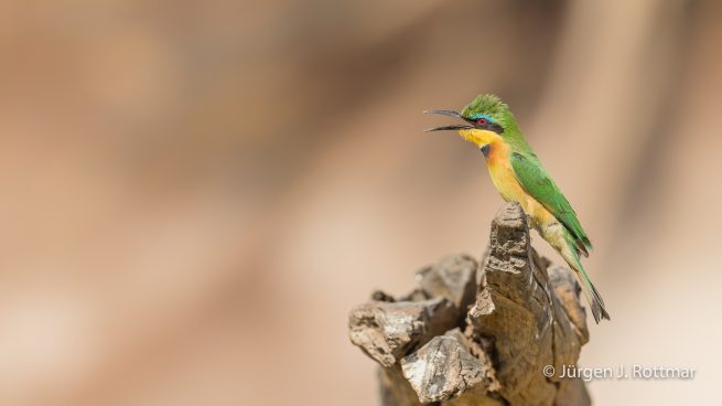 Botswana 09/2019 | Chobe River | Swallow-tailed Bee-eater (Schwalbenschwanzpint)