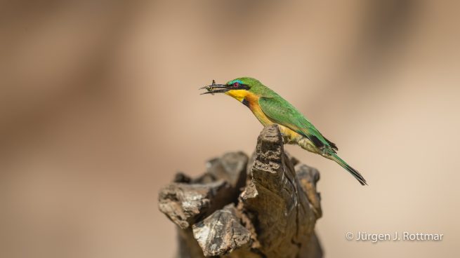 Botswana 09/2019 | Chobe River | Swallow-tailed Bee-eater (Schwalbenschwanzpint)