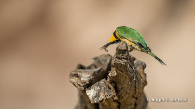 Botswana 09/2019 | Chobe River | Swallow-tailed Bee-eater (Schwalbenschwanzpint)