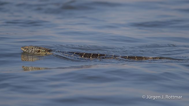 Botswana 09/2019 | Chobe River | Water Monitor (Nilwaran)