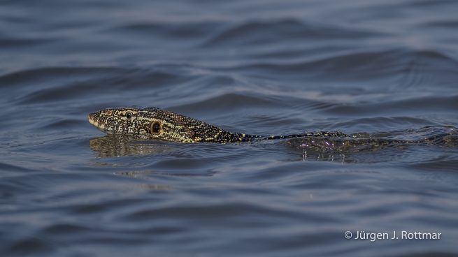 Botswana 09/2019 | Chobe River | Water Monitor (Nilwaran)