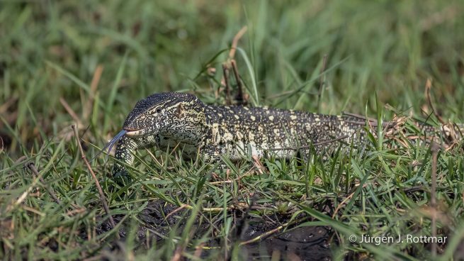 Botswana 09/2019 | Chobe River | Water Monitor (Nilwaran)