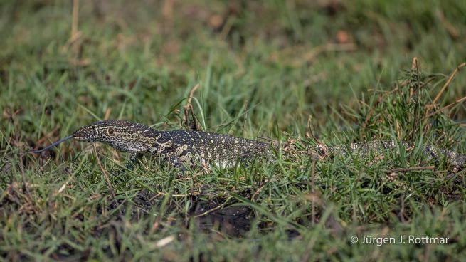 Botswana 09/2019 | Chobe River | Water Monitor (Nilwaran)