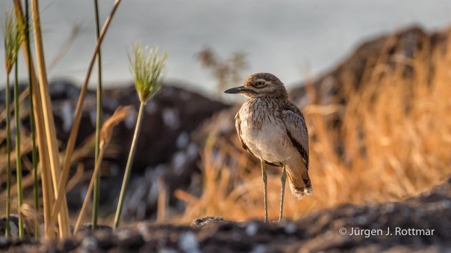 Botswana 09/2019 | Chobe River | Water Thick Knee (Wassertriel)