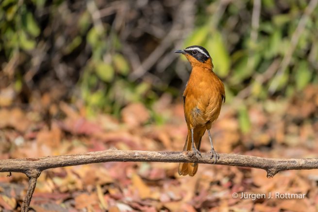 Botswana 09/2019 | Chobe River | White-browed Robin-chat (Weissbrauenröthling)