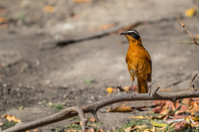 Botswana 09/2019 | Chobe River | White-browed Robin-chat (Weissbrauenröthling)