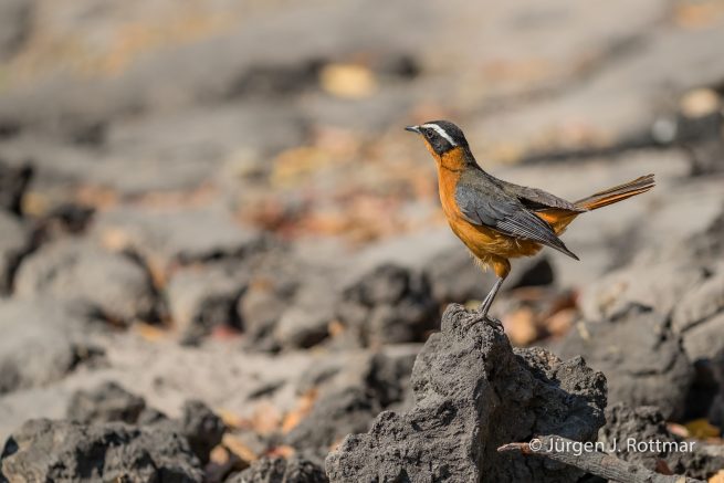 Botswana 09/2019 | Chobe River | White-browed Robin-chat (Weissbrauenröthling)