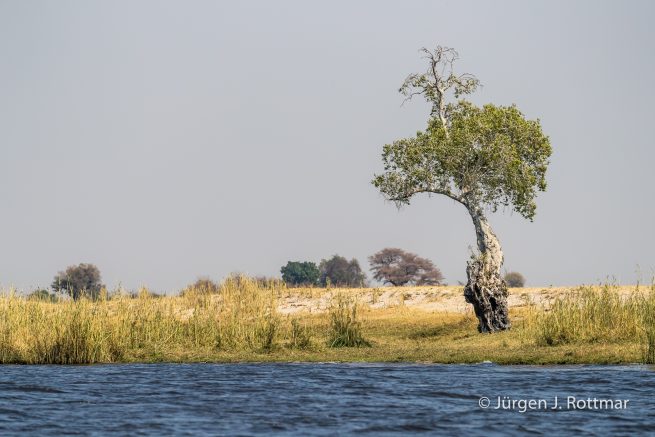 Botswana 09/2019 | Chobe River