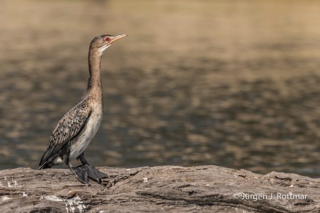 Botswana 09/2019 | Chobe River | Reed Cormorant (Riedscharbe)