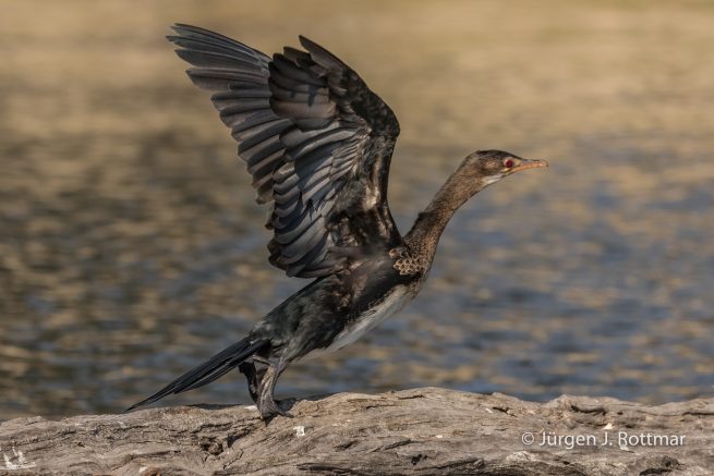 Botswana 09/2019 | Chobe River | Reed Cormorant (Riedscharbe)