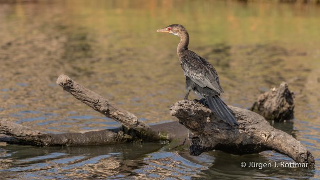 Botswana 09/2019 | Chobe River | Reed Cormorant (Riedscharbe)