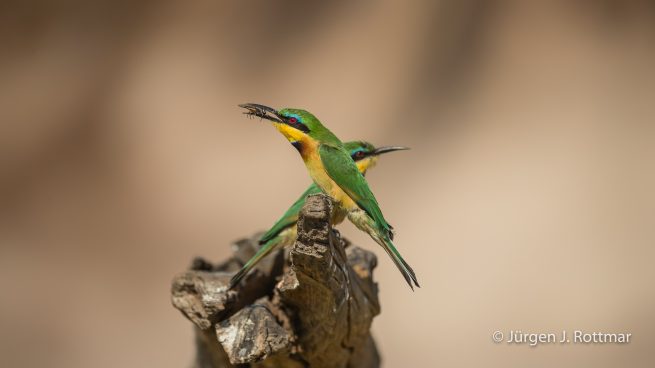 Botswana 09/2019 | Chobe River | Swallow-tailed Bee-eater (Schwalbenschwanzpint)