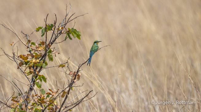 Botswana 09/2019 | Khwai River | Blue-cheeked Bee-Eater (Blauwangenspint)