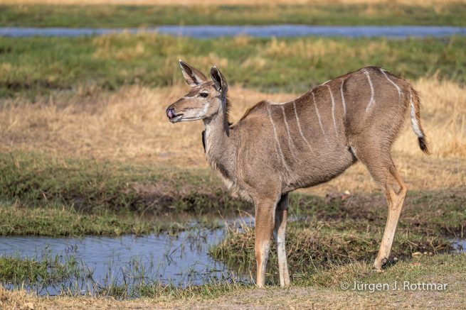 Botswana 09/2019 | Khwai River | Greater Kudu (Kudu)