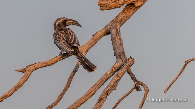 Botswana 09/2019 | Khwai River | African Grey Hornbill (Grautoko)