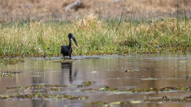 Botswana 09/2019 | Khwai River | African Openbill (Klaffschnabel)