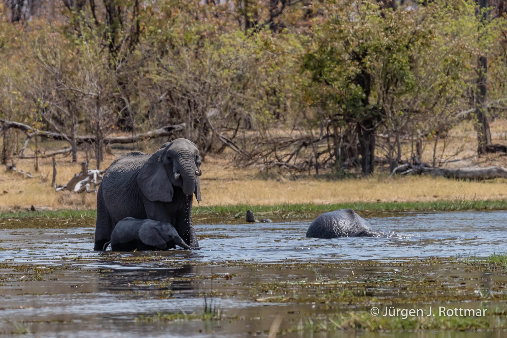 Botswana 09/2019 | Khwai River | African Savanna Elephant (Afrikanischer Elefant)