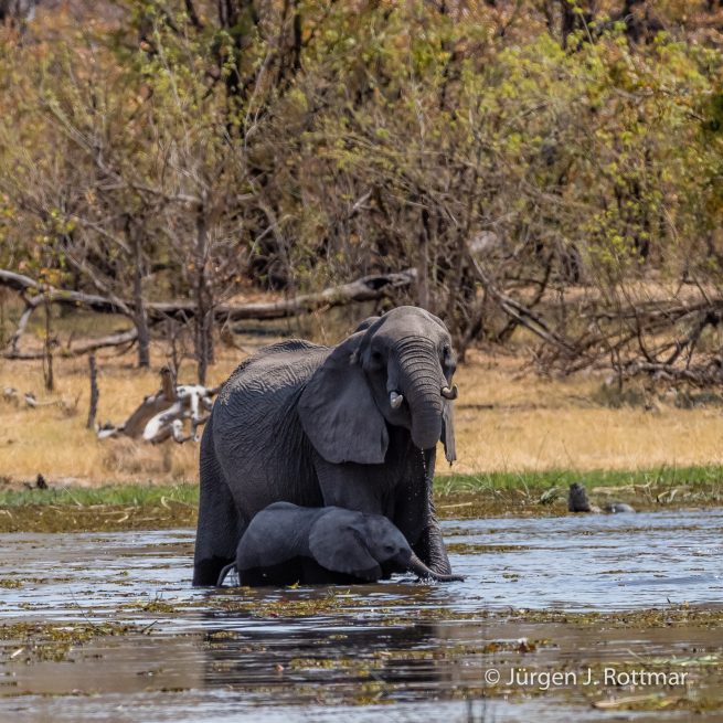 Botswana 09/2019 | Khwai River | African Savanna Elephant (Afrikanischer Elefant)