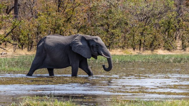 Botswana 09/2019 | Khwai River | African Savanna Elephant (Afrikanischer Elefant)