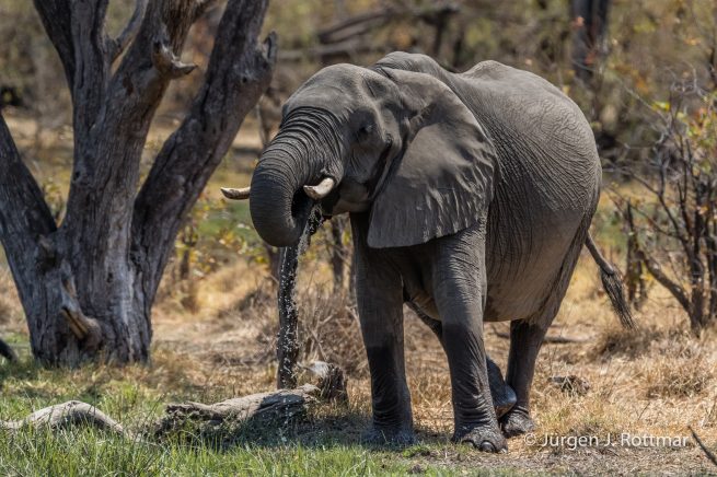 Botswana 09/2019 | Khwai River | African Savanna Elephant (Afrikanischer Elefant)