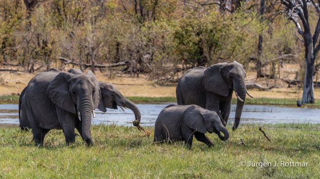 Botswana 09/2019 | Khwai River | African Savanna Elephant (Afrikanischer Elefant)