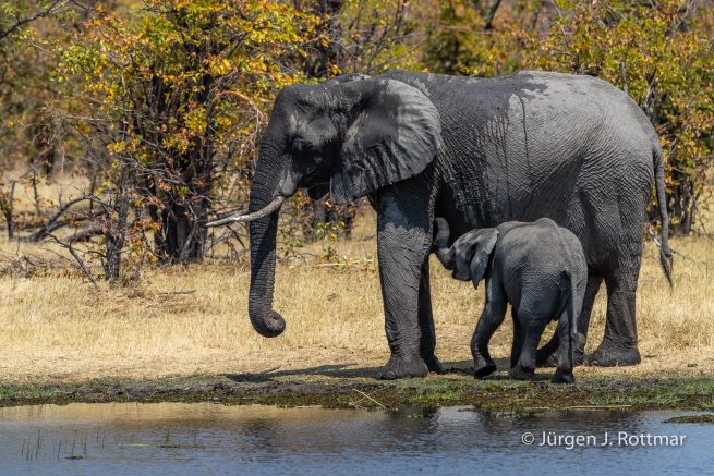 Botswana 09/2019 | Khwai River | African Savanna Elephant (Afrikanischer Elefant)