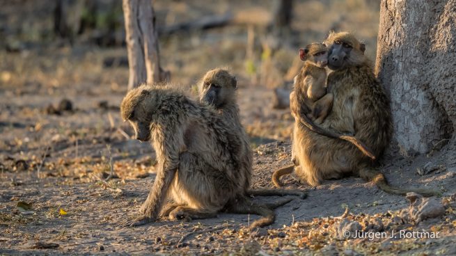 Botswana 09/2019 | Khwai River | Chacma Baboon (Tschakmapavian)