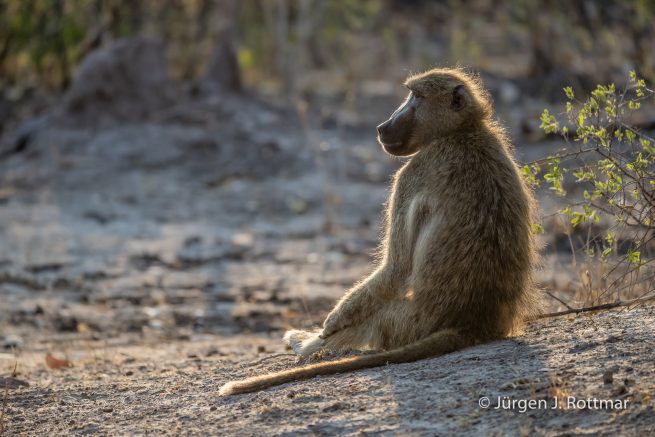Botswana 09/2019 | Khwai River | Chacma Baboon (Tschakmapavian)