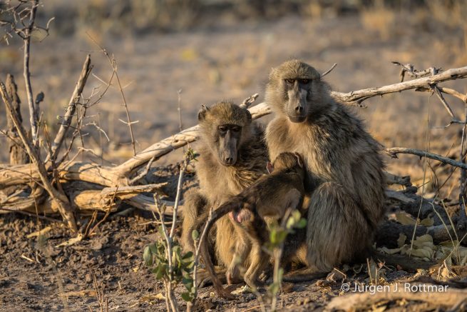 Botswana 09/2019 | Khwai River | Chacma Baboon (Tschakmapavian)