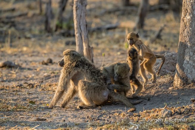 Botswana 09/2019 | Khwai River | Chacma Baboon (Tschakmapavian)