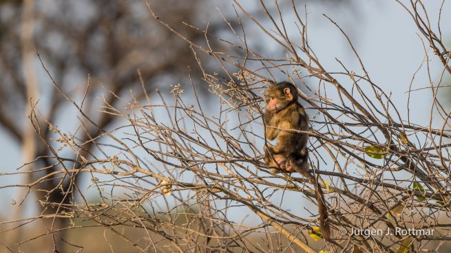 Botswana 09/2019 | Khwai River | Chacma Baboon (Tschakmapavian)