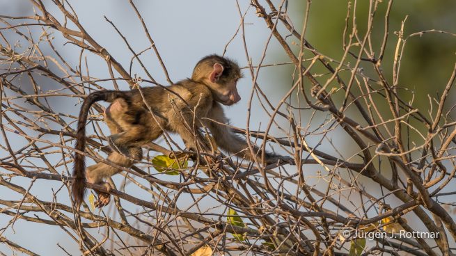 Botswana 09/2019 | Khwai River | Chacma Baboon (Tschakmapavian)